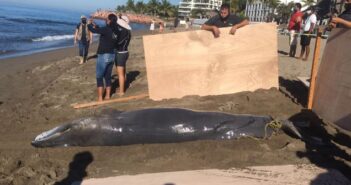 Crías de ballenas encontradas en Marina serían las primeras gemelas en el mundo