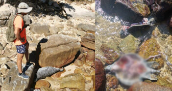 Sin rastros de quienes mataron tortugas en Mayto