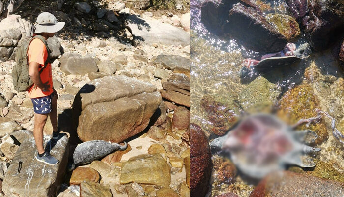 Sin rastros de quienes mataron tortugas en Mayto