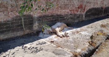 Abandonan el cuerpo de un león africano en calles de la CDMX