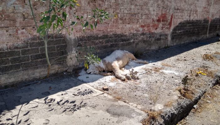 Abandonan el cuerpo de un león africano en calles de la CDMX