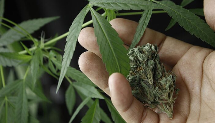 La SCJN avala despenalizar el uso lúdico de la marihuana