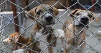 Diputados tipifican como delito las peleas de perros