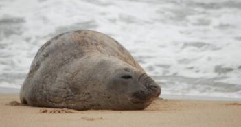 Autoridades monitorean a lobo marino que se encuentran en playas de Tecuala