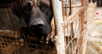 Se castigará hasta con 5 años de cárcel a quien realice maltrato animal en Nayarit