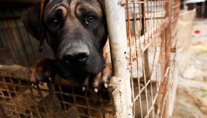 Se castigará hasta con 5 años de cárcel a quien realice maltrato animal en Nayarit