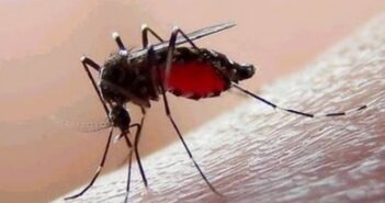 Dengue, enfermedad que no cesa en Jalisco