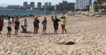 Se adelantó; tortuga desova en playa de Vallarta