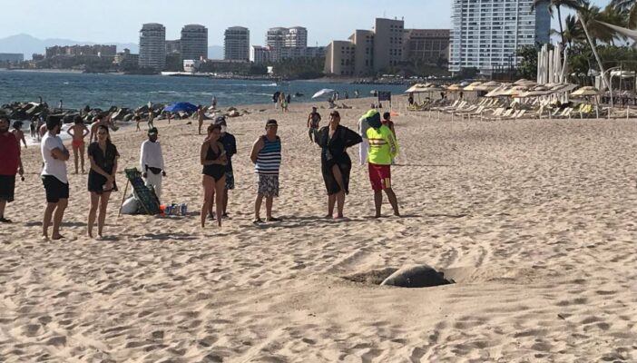 Se adelantó; tortuga desova en playa de Vallarta