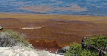 Sargazo se apodera de las playas de Tulum