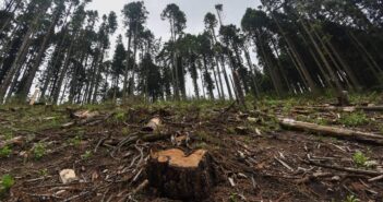 Denuncian supuesta deforestación en Cabo Corrientes