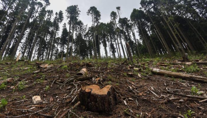 Denuncian supuesta deforestación en Cabo Corrientes