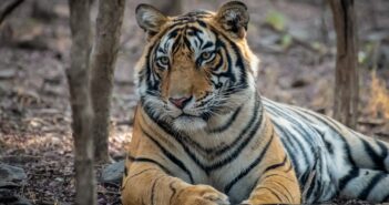 Tenían un zoológico ilegal en Zapopan; aseguran decenas de animales