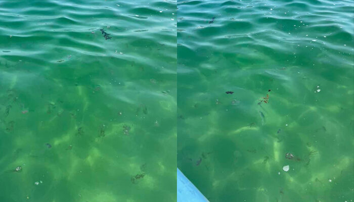 Reportan medusas en playas del sur de Vallarta