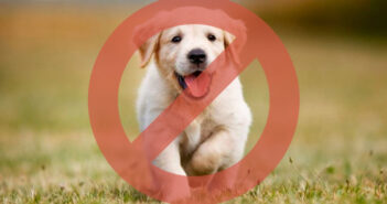 Causa polémica ausencia de camiones 'pet friendly'