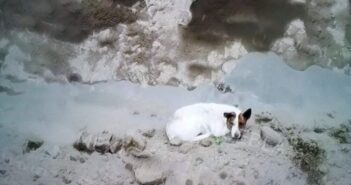 Cae otro perrito al socavón y desaparece horas después