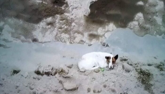 Cae otro perrito al socavón y desaparece horas después