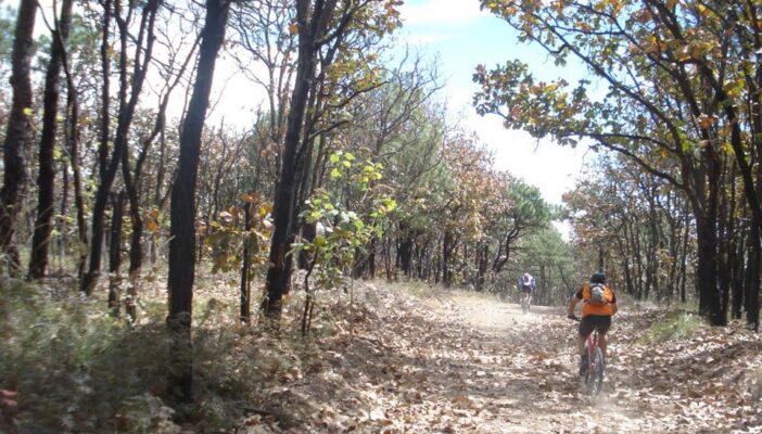 Gobierno Federal subasta seis predios dentro del Bosque La Primavera