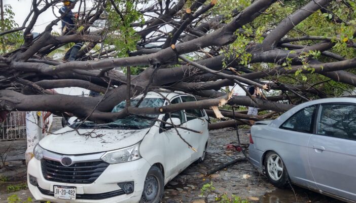 Múltiples árboles caídos deja la fugaz lluvia sabatina en Vallarta