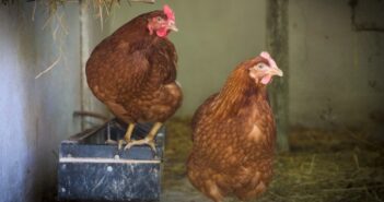 Diputados de Jalisco van por sanciones para quienes estresen gallinas