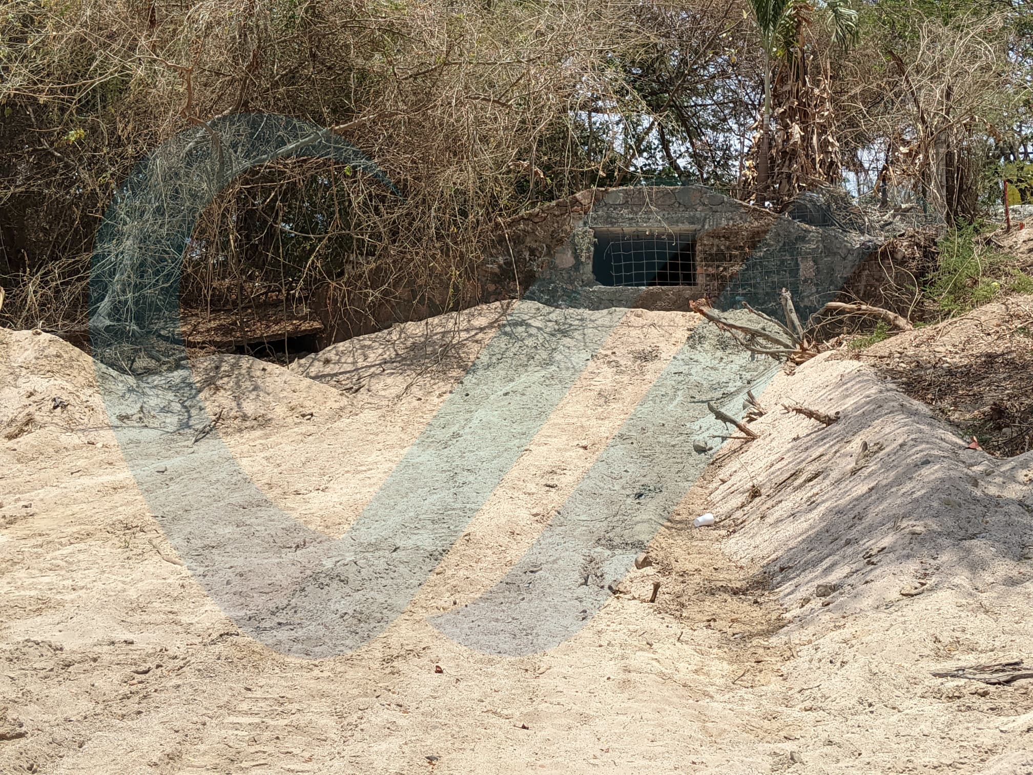 Obras en el Río Pitillal SÍ están dañando árboles y fauna