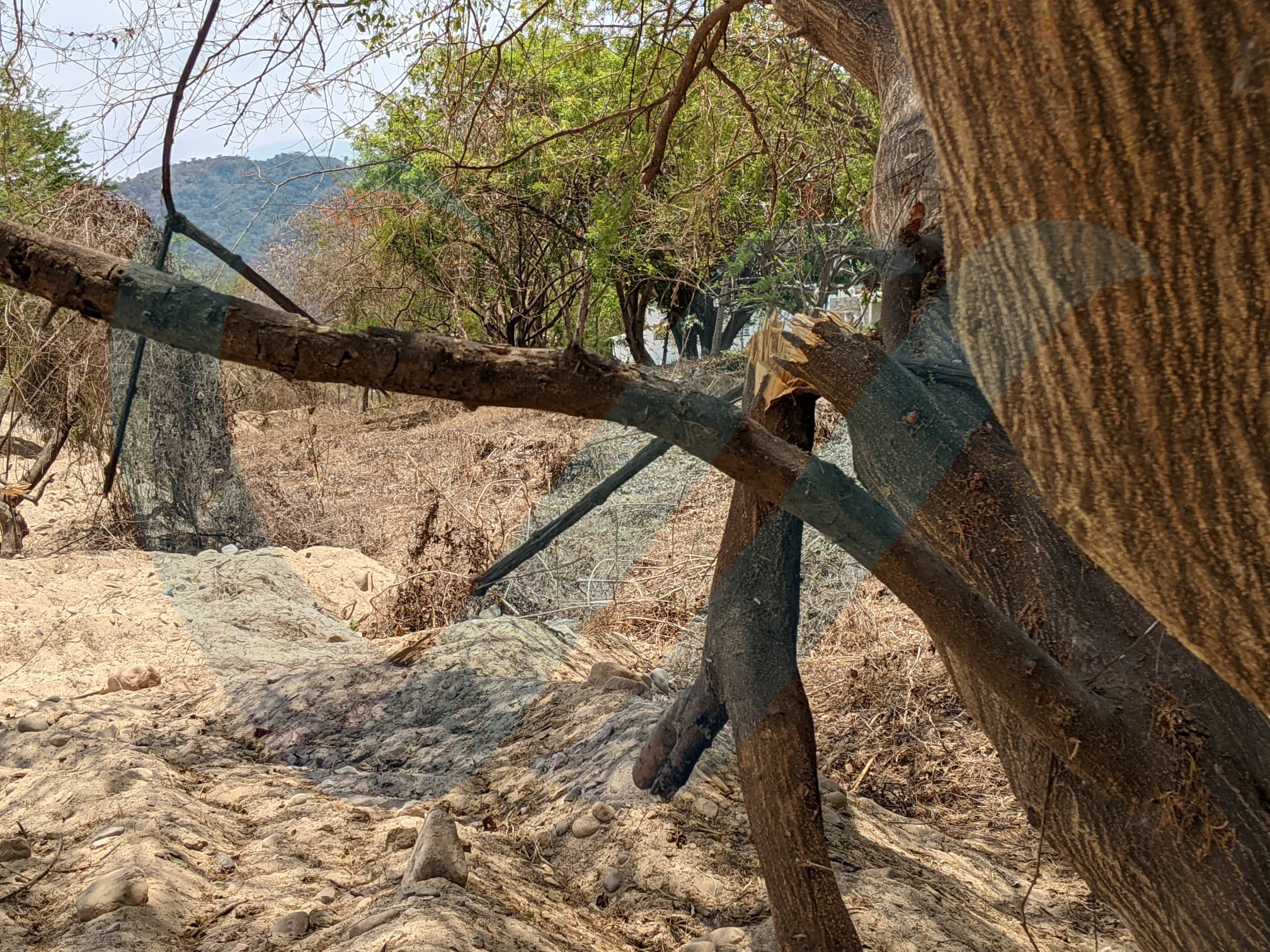 Obras en el Río Pitillal SÍ están dañando árboles y fauna