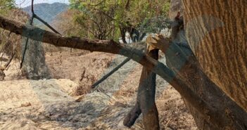 Obras en el Río Pitillal SÍ están dañando árboles y fauna