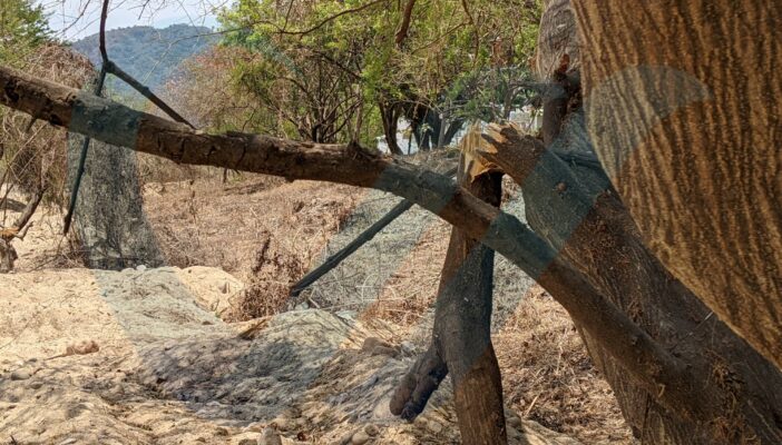 Obras en el Río Pitillal SÍ están dañando árboles y fauna