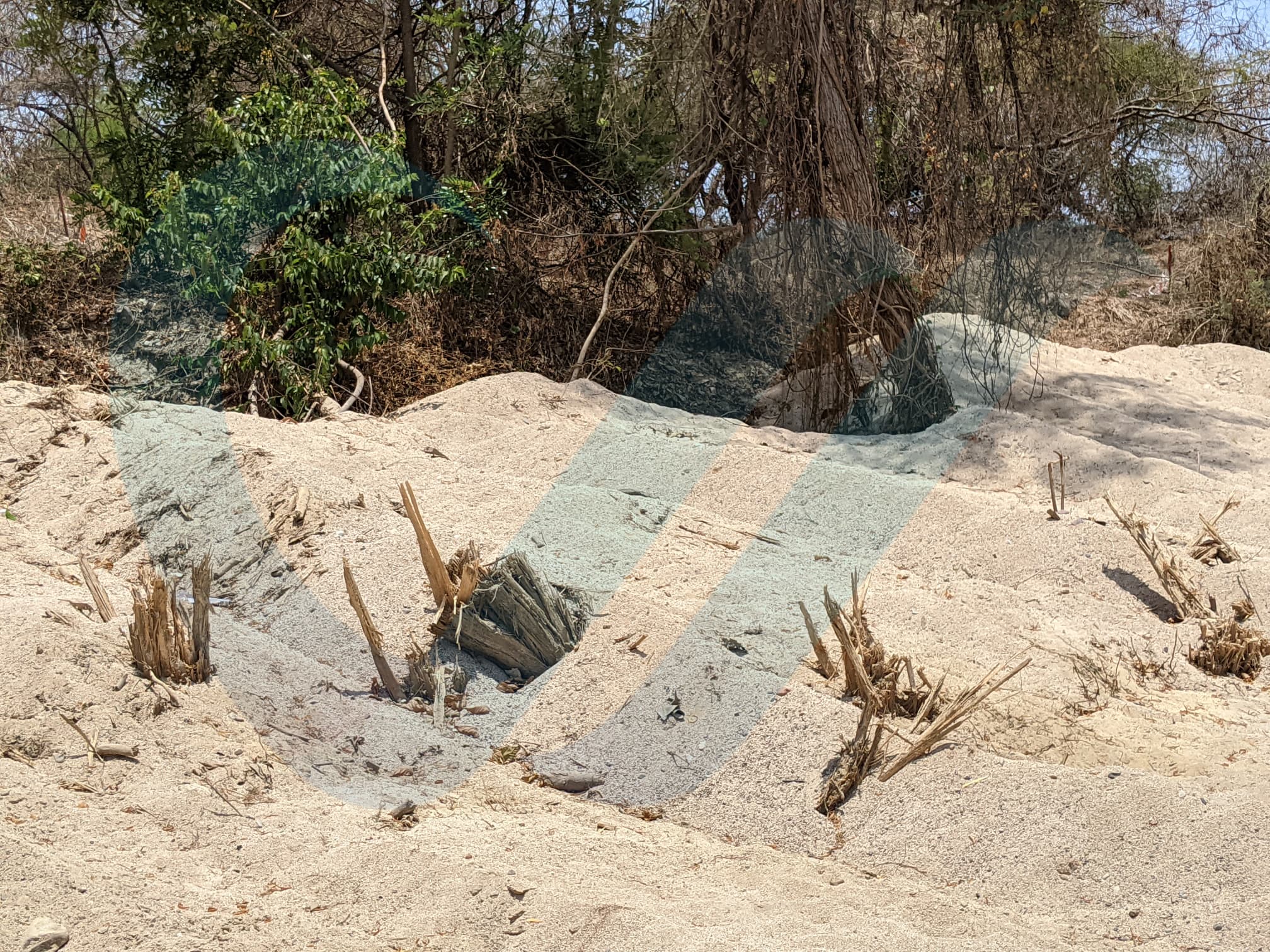 Obras en el Río Pitillal SÍ están dañando árboles y fauna