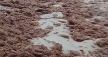 Llegan grandes cantidades de sargazo a las costas de Guayabitos