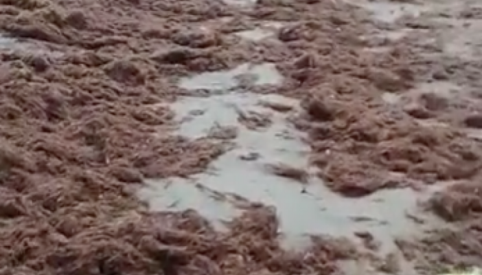 Llegan grandes cantidades de sargazo a las costas de Guayabitos