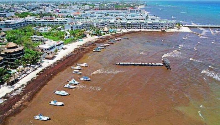 Vivirá Quintana Roo máximo histórico de sargazo en sus playas