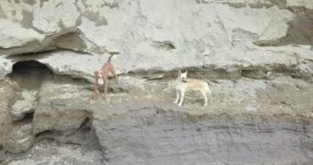 Son 2, están vivos, pero es muy riesgoso rescatarlos