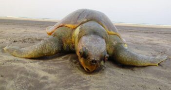 Preocupa muerte masiva de tortugas caguama en BCS