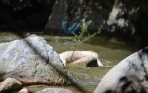 Encuentran a un masculino muerto en el Río Horcones; estaba desnudo 1 Encuentran a un masculino muerto en el Río Horcones; estaba desnudo