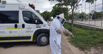4 personas y 2 perritos fueron atacados por un enjambre de abejas