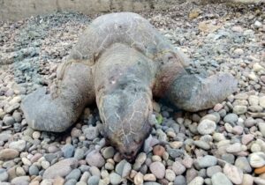 Encuentran tortuga sin vida en playa del Sheraton