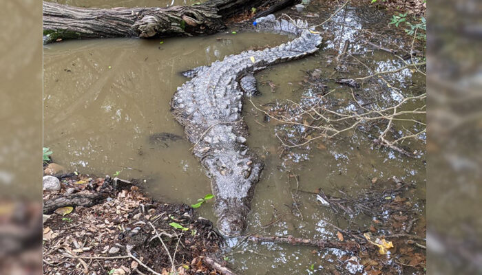 cocodrilo Puerto Vallarta