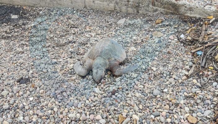 Encuentran tortuga sin vida en playa del Sheraton