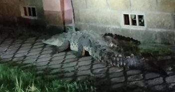 Aseguran 'cocodrilito' de casi 3 metros en Nuevo Vallarta