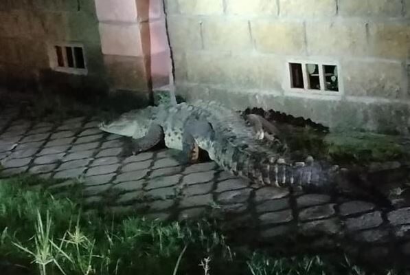 Aseguran 'cocodrilito' de casi 3 metros en Nuevo Vallarta