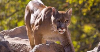 Puma ataca y e quita la vida a niño sinaloense en Oaxaca