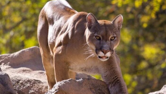 Puma ataca y e quita la vida a niño sinaloense en Oaxaca