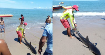 La semana cierra con broche de oro, ¡con avistamiento de tiburón!