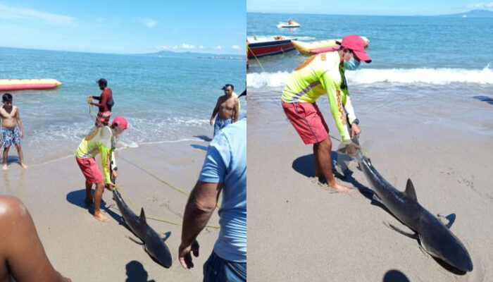 La semana cierra con broche de oro, ¡con avistamiento de tiburón!
