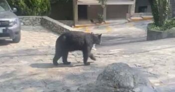 Oso negro entra a casa en Nuevo León y se come la botana