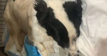 Desalmados arrojan a perrita desde lo alto de un edificio