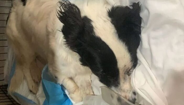 Desalmados arrojan a perrita desde lo alto de un edificio