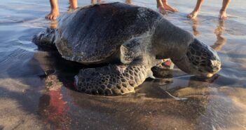 Encuentran cientos de tortugas muertas en Oaxaca