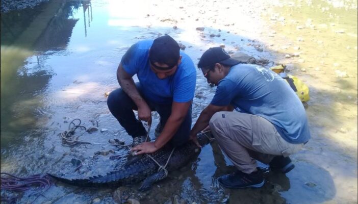 Capturan y reubican a cocodrilo del Río Cuale